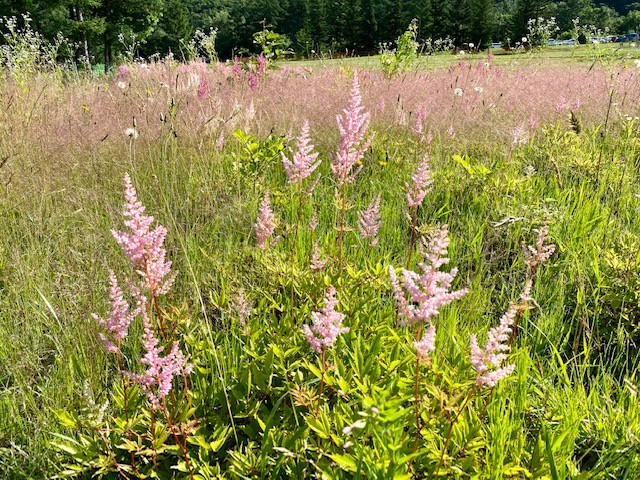 Nature at Kiroro Tribute