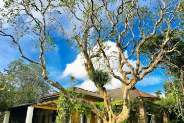 The homes of Geoffrey Bawa and Bevis Bawa in Sri Lanka