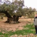 The ancient olive trees of Spain