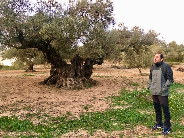 The ancient olive trees of Spain