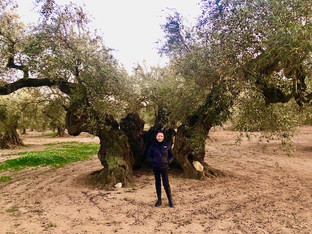 The ancient olive trees of Spain