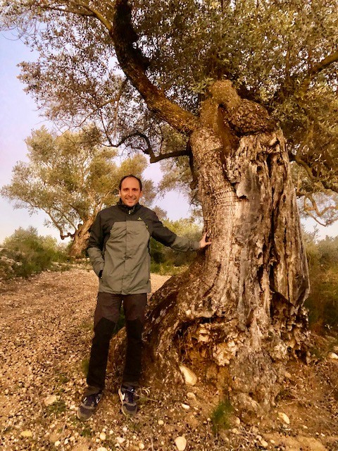 The ancient olive trees of Spain