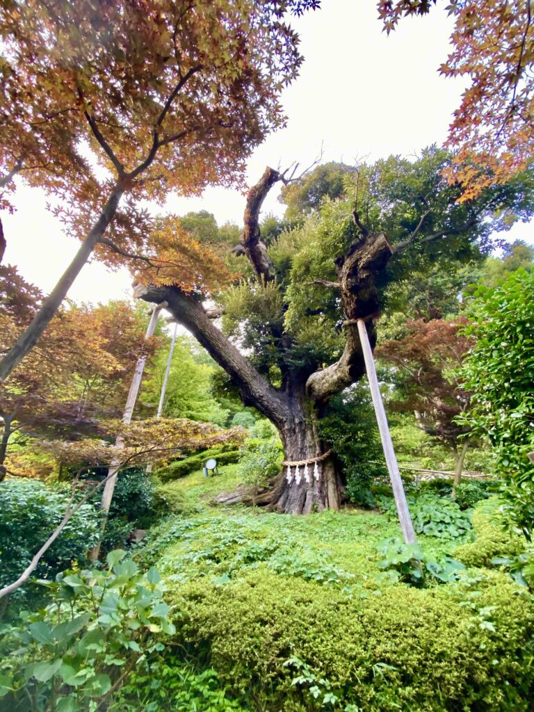 Lush garden scenery at Hotel Chinzanso Tokyo, featuring manicured greenery, mature trees, and seasonal foliage within the historic aristocratic estate grounds in central Tokyo