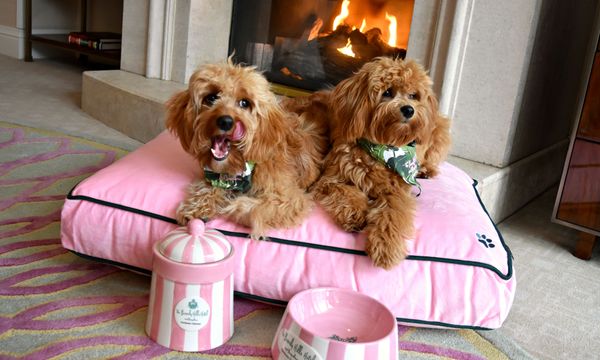 Travelife Magazine on Beverly Hills Dog Day