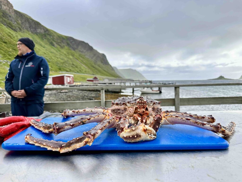 Norwegian King Crabs are among the largest crabs in the world. 