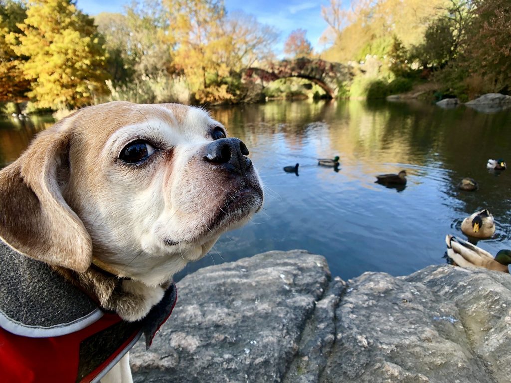 A French beagle named Taffy who lives in Manhattan 