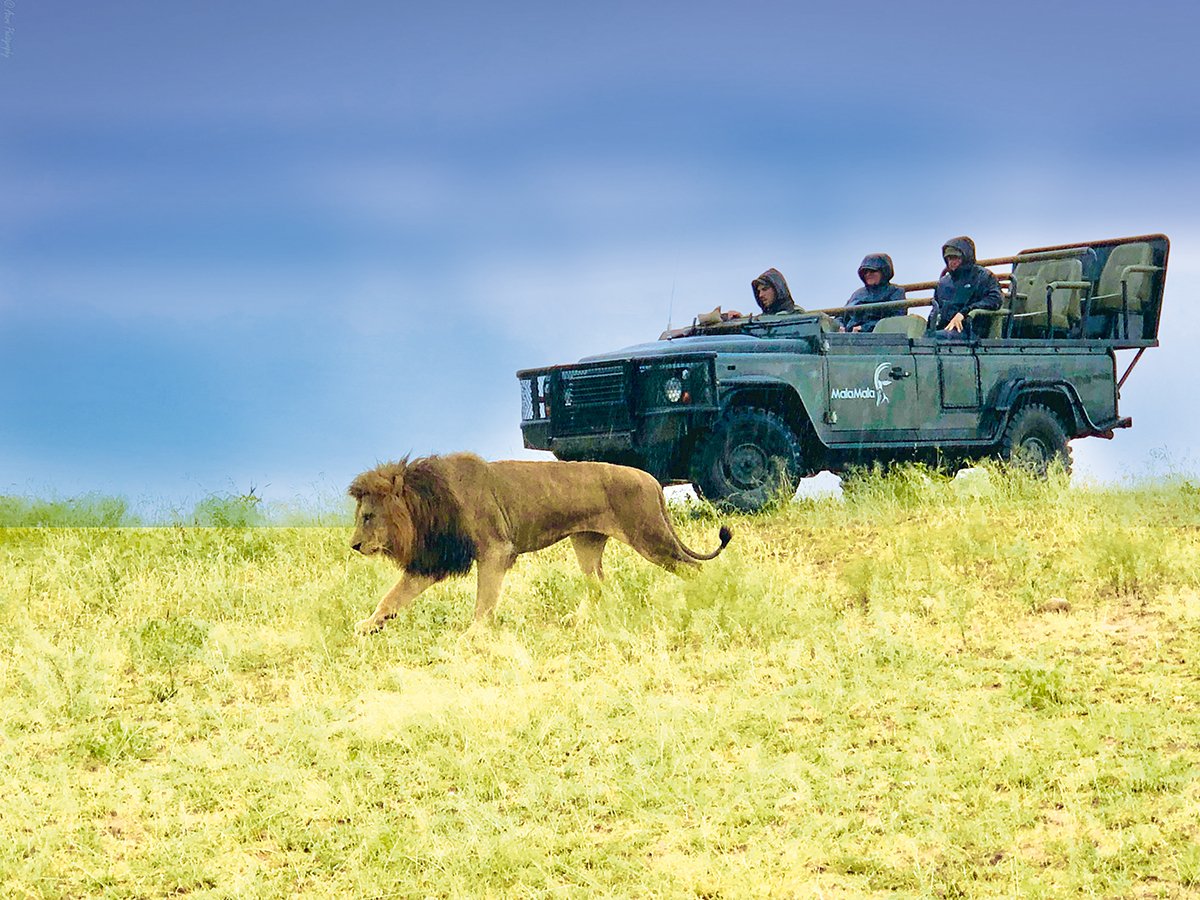 MalaMala : the real luxury safari in Africa