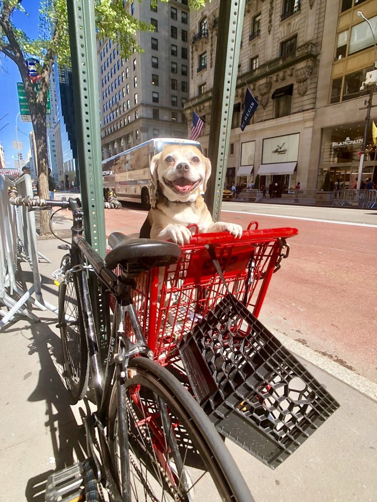 A French beagle named Taffy who lives in Manhattan is best guide in New York. She hangs around Central Park, Saks Fifth Avenue and the NYPD. 