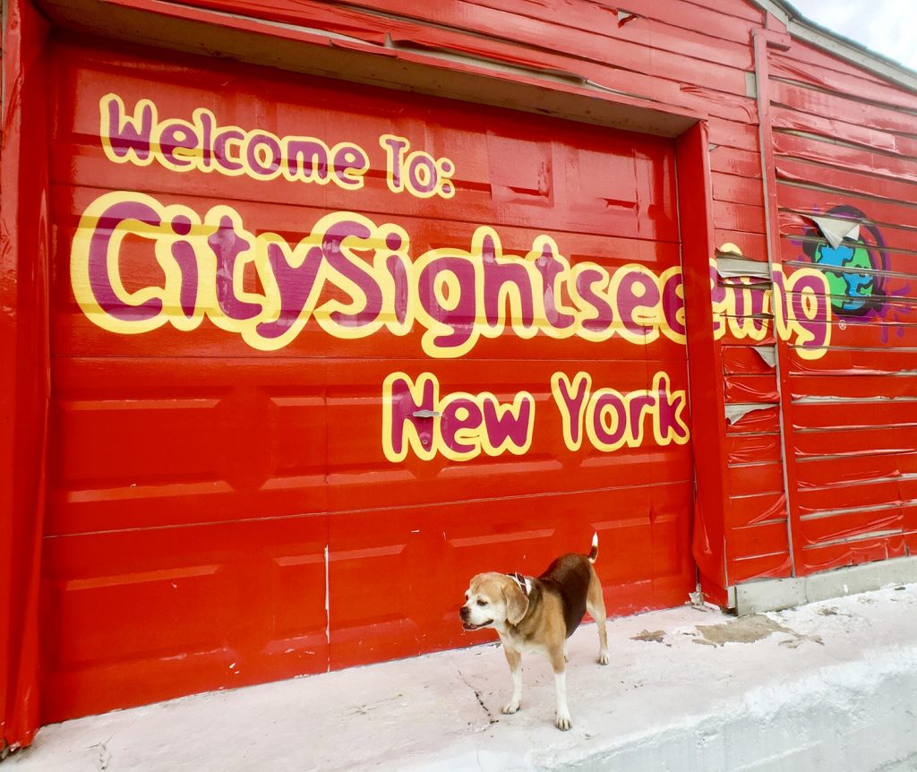 A French beagle named Taffy who lives in Manhattan is best guide in New York. She hangs around Central Park, Saks Fifth Avenue and the NYPD. 
