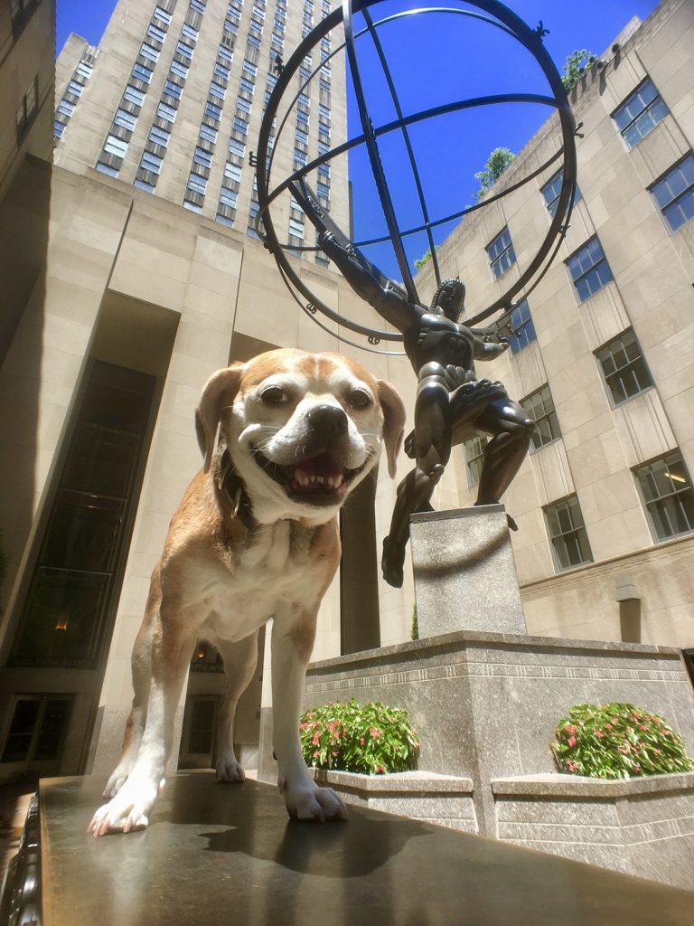 A French beagle named Taffy who lives in Manhattan is best guide in New York. She hangs around Central Park, Saks Fifth Avenue and the NYPD. 