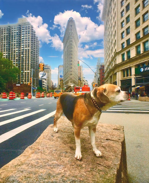 Taffy The Best Guide in New York